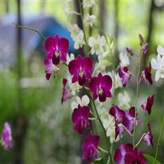 From Trees To Orchids: Arborist Services And Orchid Gardening In Jefferson County, Kentucky