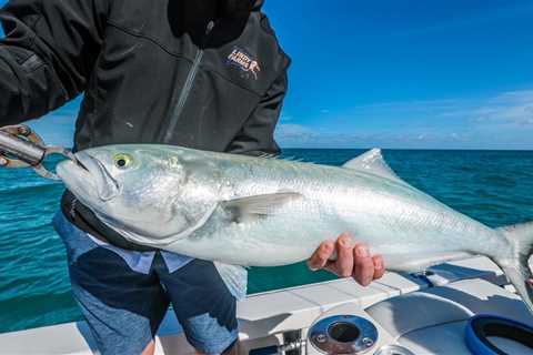VIDEO: Epic Winter Action on Bluefish…in Florida