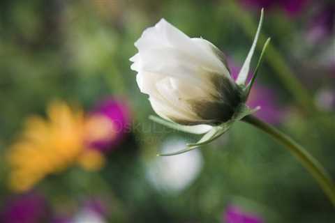 White Flower I