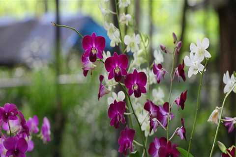 From Trees To Orchids: Arborist Services And Orchid Gardening In Jefferson County, Kentucky