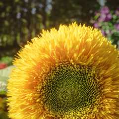 Pet Flower