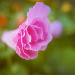 Softly Yours (Pink Flower)