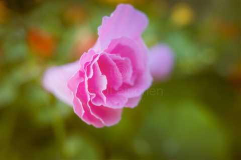 Softly Yours (Pink Flower)