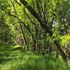 The Impact of Agriculture on Plant Conservation Efforts in Anoka County, MN