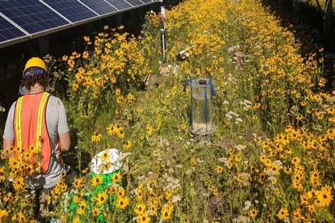 Using Technology to Preserve Plant Life in Anoka County, MN