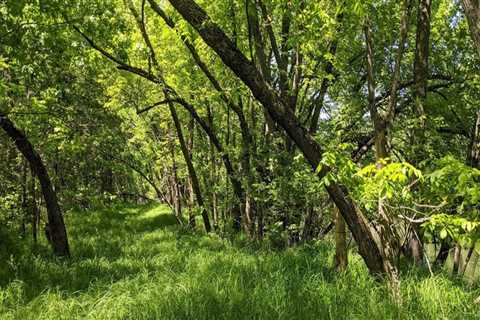 The Importance of Plant Conservation in Anoka County, MN