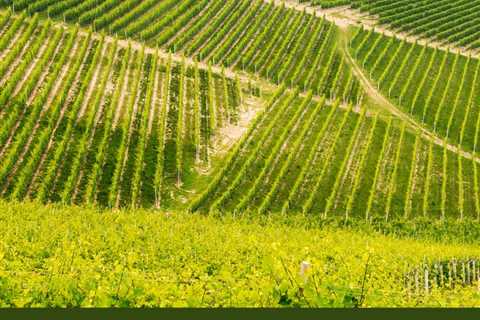 Weinliebhaber denken bei Piemont sofort an Barolo und Barbaresco, die für ihre Weine auf..