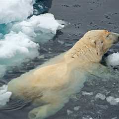 Polar Bear Tracker Update: Spring 2025