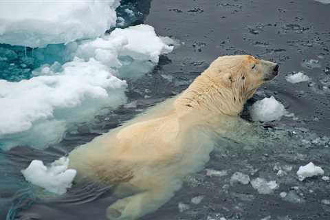 Polar Bear Tracker Update: Spring 2025