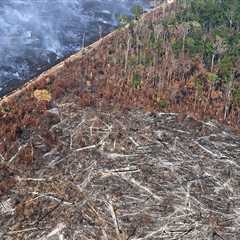 The Impact of Regulations on Agriculture and Forestry in Gulfport, MS