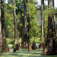 The Vital Role of Agriculture and Forestry in Preserving Biodiversity in Gulfport, MS
