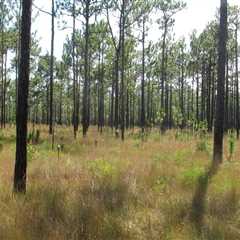 The Evolution of Agriculture and Forestry in Gulfport, MS: A Firsthand Perspective