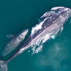 Gray whales face food shortages as the Arctic warms