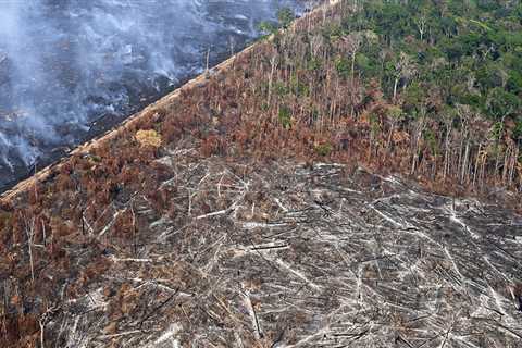 The Impact of Regulations on Agriculture and Forestry in Gulfport, MS