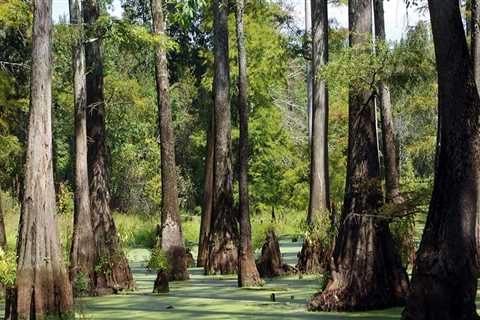 The Vital Role of Agriculture and Forestry in Preserving Biodiversity in Gulfport, MS