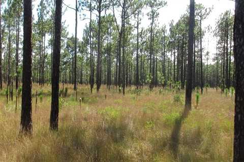 The Evolution of Agriculture and Forestry in Gulfport, MS: A Firsthand Perspective