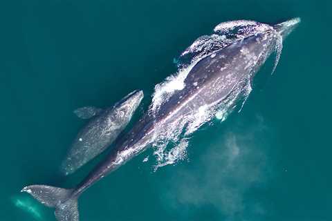 Gray whales face food shortages as the Arctic warms
