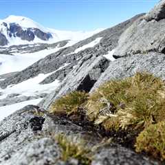Beyond the “Greening”: Antarctica, Scientific Debate and the Media Narrative