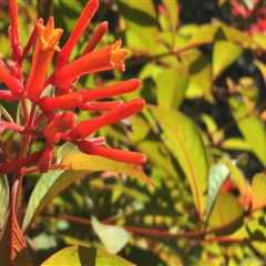 Rooted in Florida: A Beginner’s Guide to Central Florida Native Plants
