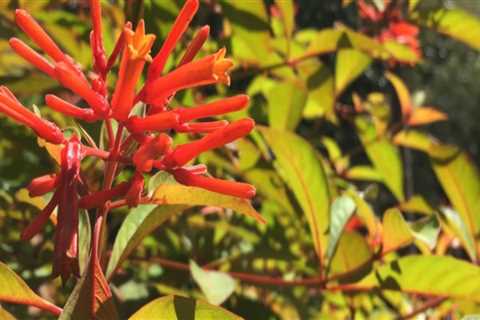 Rooted in Florida: A Beginner’s Guide to Central Florida Native Plants