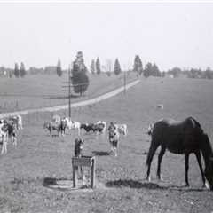 The Evolution of Agriculture in Fairfax County, Virginia: A Firsthand Perspective