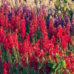 The Growing Trend of Local Flower Farms in Southern California