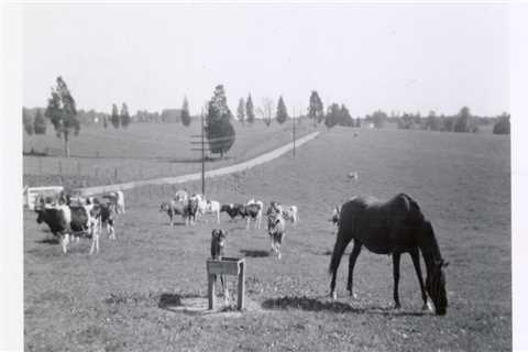 The Evolution of Agriculture in Fairfax County, Virginia: A Firsthand Perspective