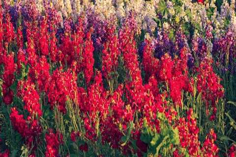 The Growing Trend of Local Flower Farms in Southern California