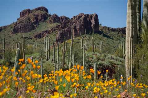 The Ultimate Guide to Photography Services in Pinal County, Arizona