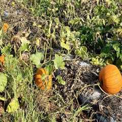Exploring Unique Farming Techniques of Farmers in Waxhaw, North Carolina