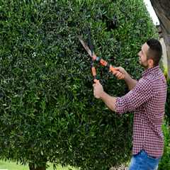 Essential Factors to Consider When Choosing a Professional Tree Trimming and Pruning Service