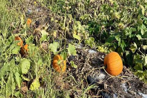 Exploring Unique Farming Techniques of Farmers in Waxhaw, North Carolina