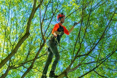 Enhancing Property Aesthetics: The Impact of Tree Trimming and Pruning