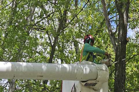 Understanding the Costs of Tree Trimming and Pruning: A Comprehensive Guide