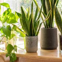 Understanding Air Circulation Needs for Healthy Indoor Plants