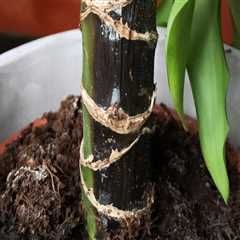 Essential Tips for Preventing Root Rot in Indoor Plants