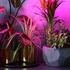 Essential Guide to Artificial Lighting for Indoor Plant Care