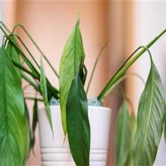 Identifying Shock in Indoor Plants After Relocation