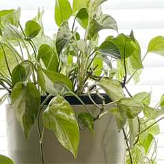 Signs Your Indoor Plant Needs a Bigger Pot: A Care Guide