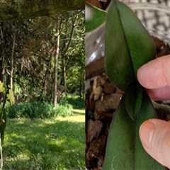 Essential Tips for Safely Transporting Your Orchids