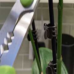 Essential Orchid Care Tips: Should You Remove Dead Flowers?