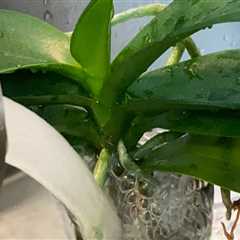 Watering Your Orchid: Is Tap Water Safe?