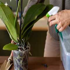 Mastering Orchid Propagation: Essential Care Tips for Success