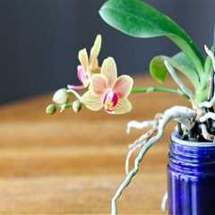 Essential Orchid Care Tips: Understanding Watering Needs