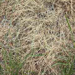 Identifying the Signs of Over-Fertilization in Your Lawn