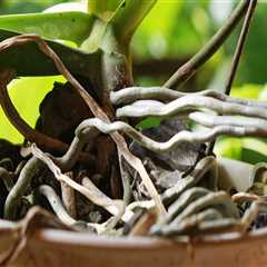Understanding Aerial Roots: Should You Remove Them from Your Orchid?