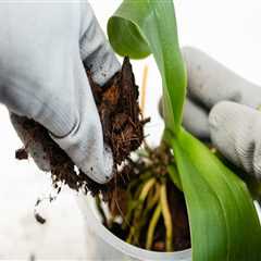 Choosing the Right Soil for Healthy Orchids: Essential Orchid Care Tips