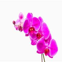 Understanding the Ideal Temperature for Orchids: Essential Orchid Care Tips