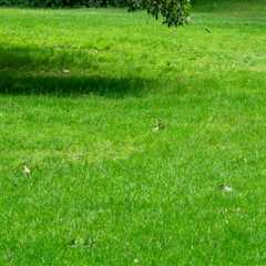The Optimal Timing for Lawn Fertilization: A Seasonal Guide