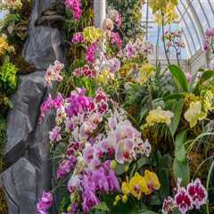 Transform Your Landscape with Orchid Gardening